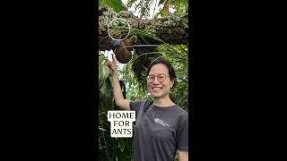 Ant house tour