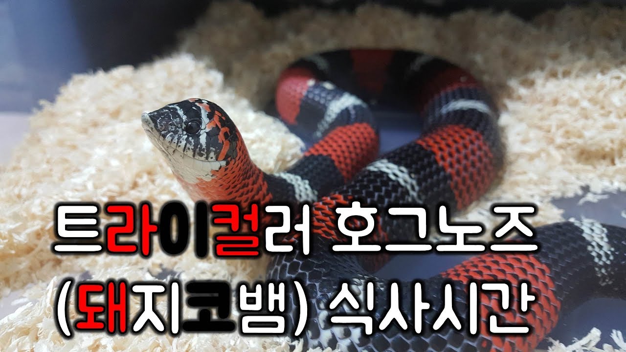 king snake oklahoma 트라이컬러 호그노즈(돼지코뱀) 식사시간 (Feeding Video of Tricolor Hognose Snake)