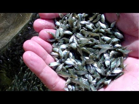 Vídeo: Com Criar Peixos