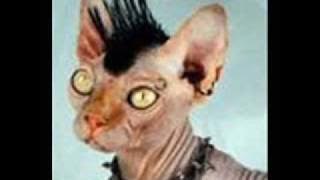 The Datsuns Sittin Pretty