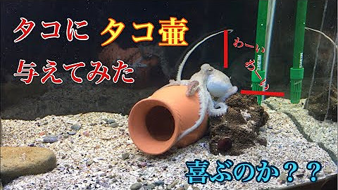 ひぐらしなまず Youtube
