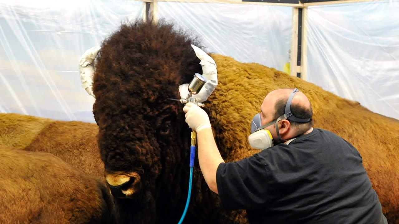 museums in london Recoloring the Animals in the Dioramas