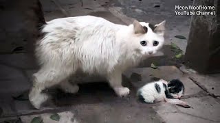 Кошка-мама, отдавшая своего котенка, снова встречается с детенышем - сможет ли она его узнать?