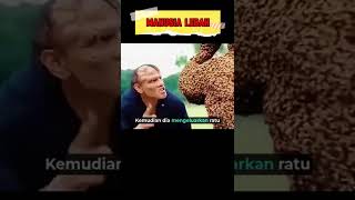 Download Lagu SEORANG PRIA DISERANG OLEH JUTAAN LEBAH #film #ringkasan MP3