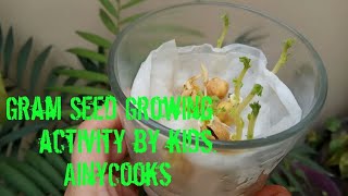 Gram Seed Germination. Kids Science Activity _ AinyCooks