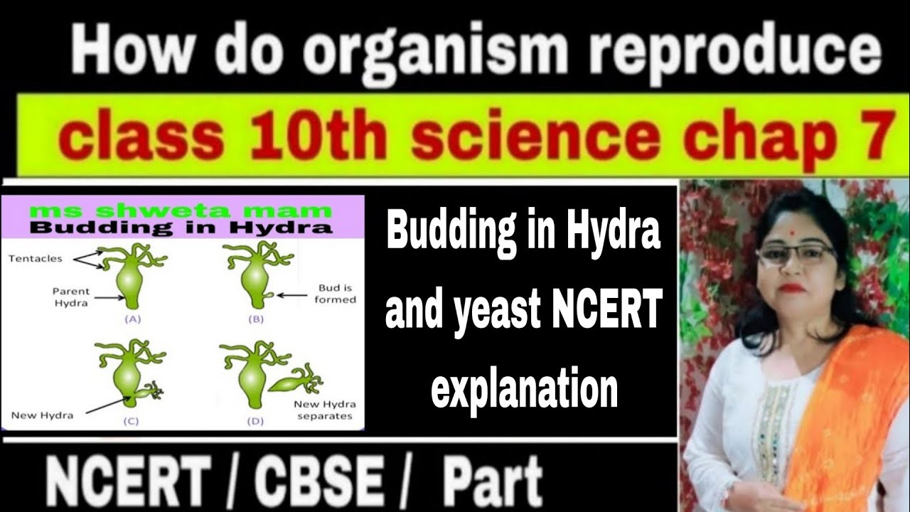 NCRT explanation budding|class 10|science chap 7 reproduction 