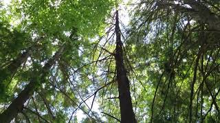Windy Gap Swing path hazard trees 5/24/19