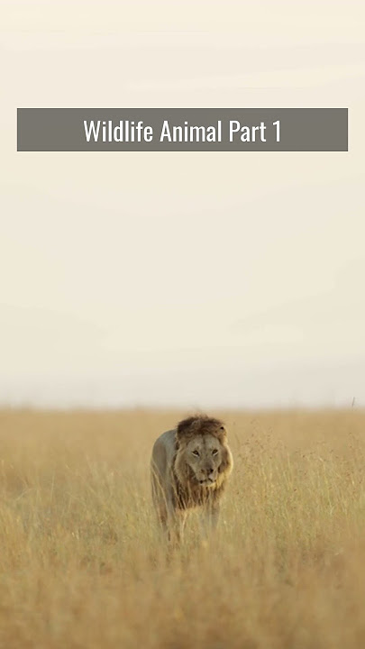 Wildlife Animals: Epic Safari Sneak Peek!