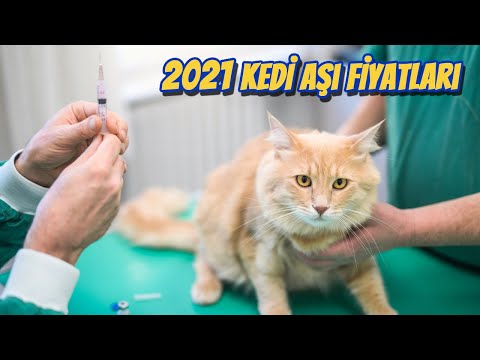 Video: Kediler Ve Kediler Için Nobivak: Talimatlar, Aşı Fiyatı, Yavru Kedilerde Ve Yetişkin Hayvanlarda Kullanımla Ilgili Yorumlar, Analoglar
