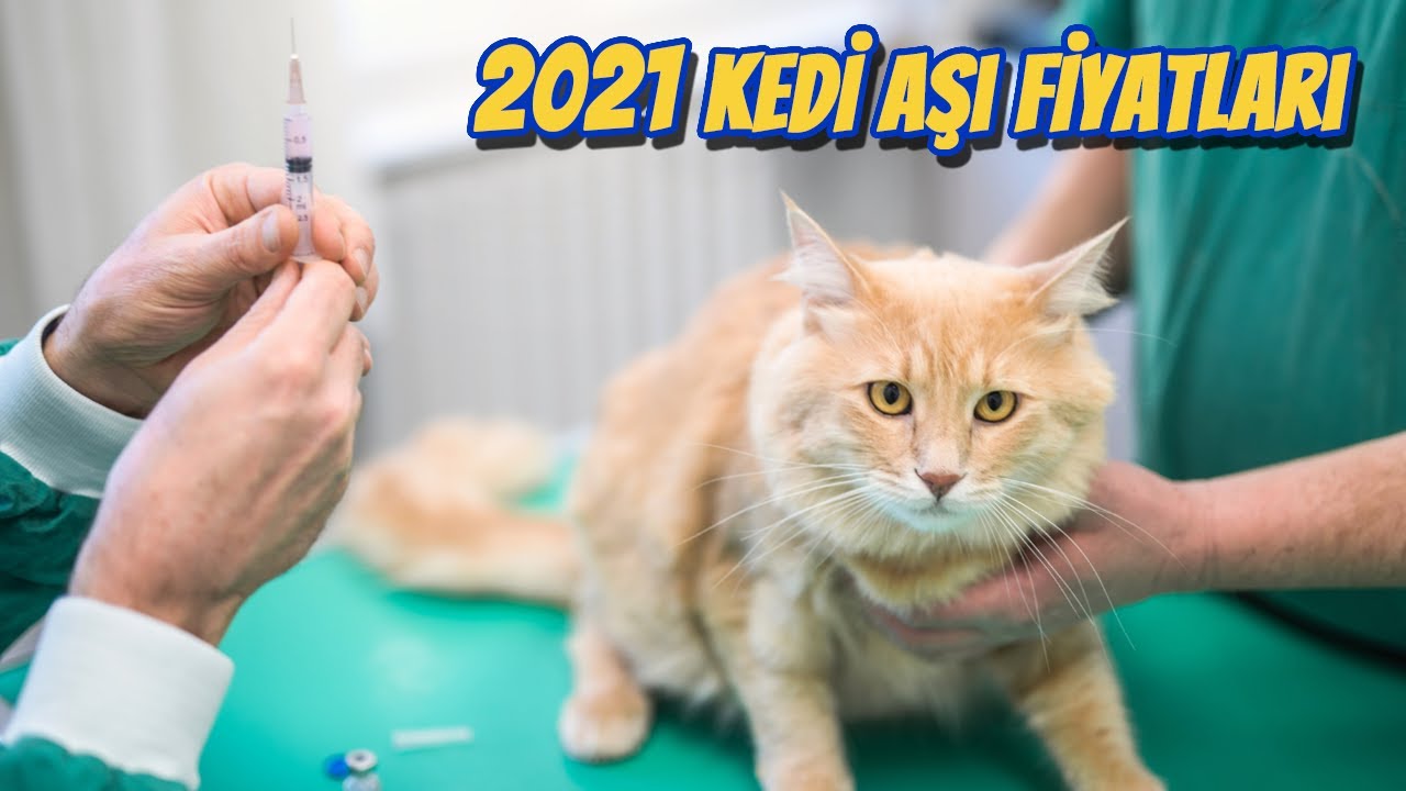 Kedi Asilari Fiyatlari Fiyati Nedir 2021 Guncel Fiyatlar