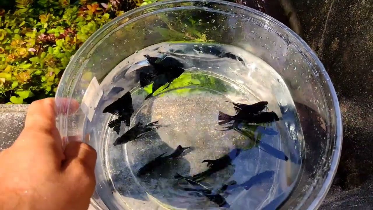 Reprodução Acará Bandeira 🐟 / Diferença entre Macho e Fêmea / Tipo de Reprodução 💪🏼😃