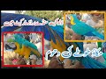 Macaw parrot entry in lalukhet birds market  duabirds007