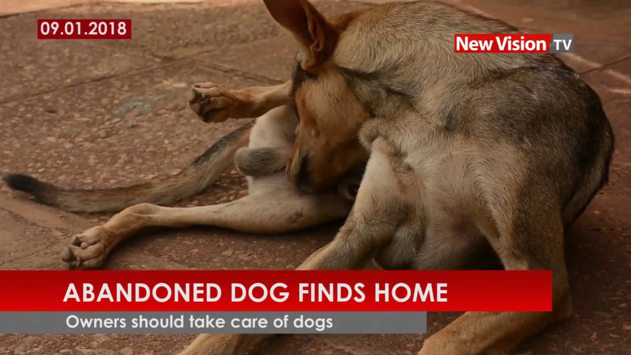 Abandoned dog finds home - YouTube