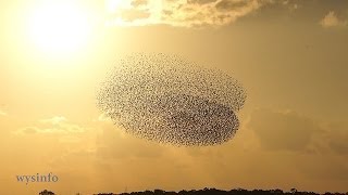 Wysinfo  Dance of the Starlings  Murmuration at Sunset