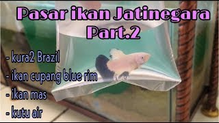 Beli Cupang Blue Rim Kura2 Brazil Ikan Mas Dan Kutu Air Di Jatinegara Part 2 Youtube