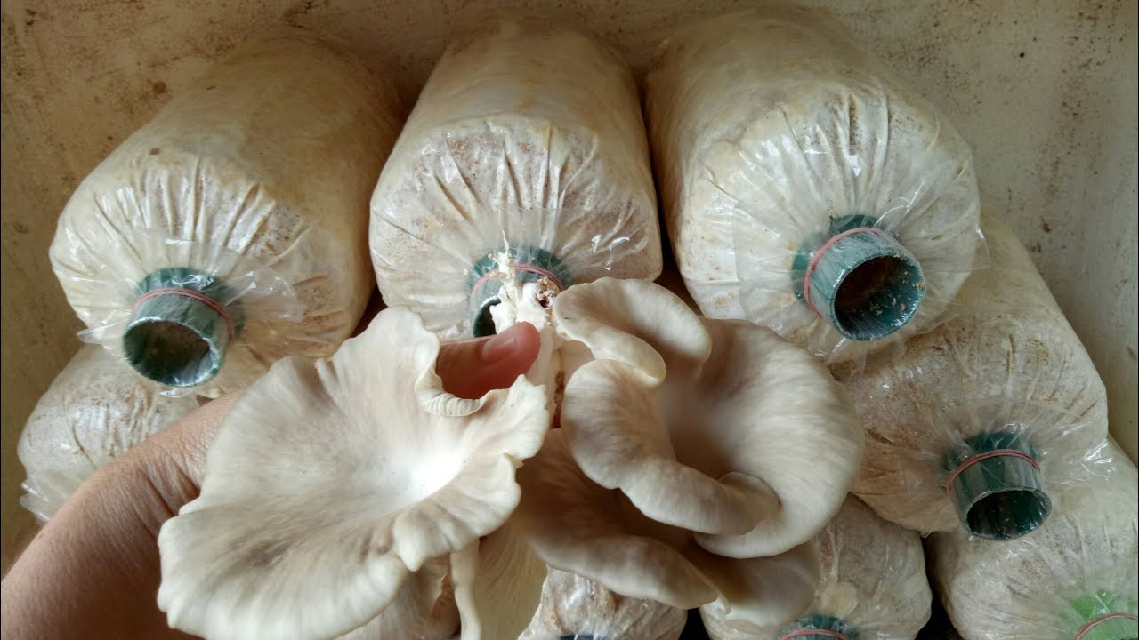 วิธีเพาะเห็ดนางฟ้าไว้กินเอง สำหรับพื้นที่เล็กๆ How to cultivate fairy mushrooms.
