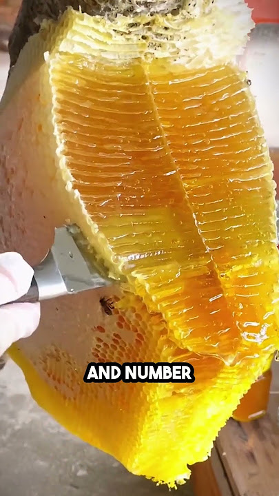 Why we need to save the bees🐝🍯