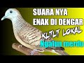 Suara Merdu Perkutut Lokal Alam Untuk Memancing Bunyi Mp3 - Mp4 Download