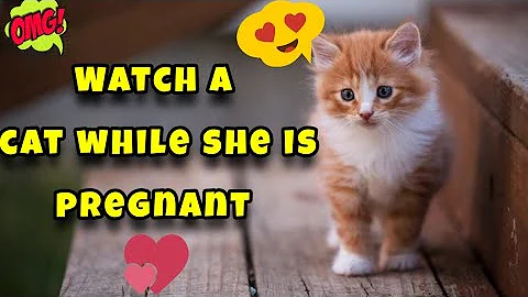 Video 11524931: kittens meowing compilation cute, kitten funny