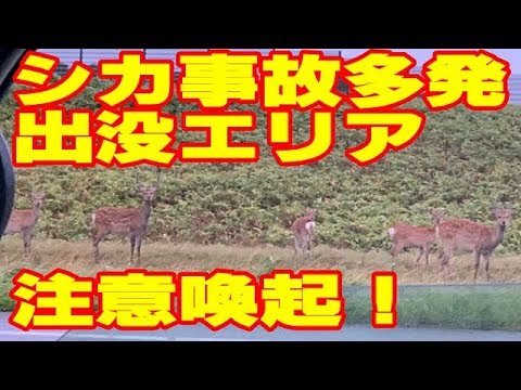 サファリパーク化する稚内の実情！蝦夷鹿・キツネ・狸などが増えています【注意喚起】269
