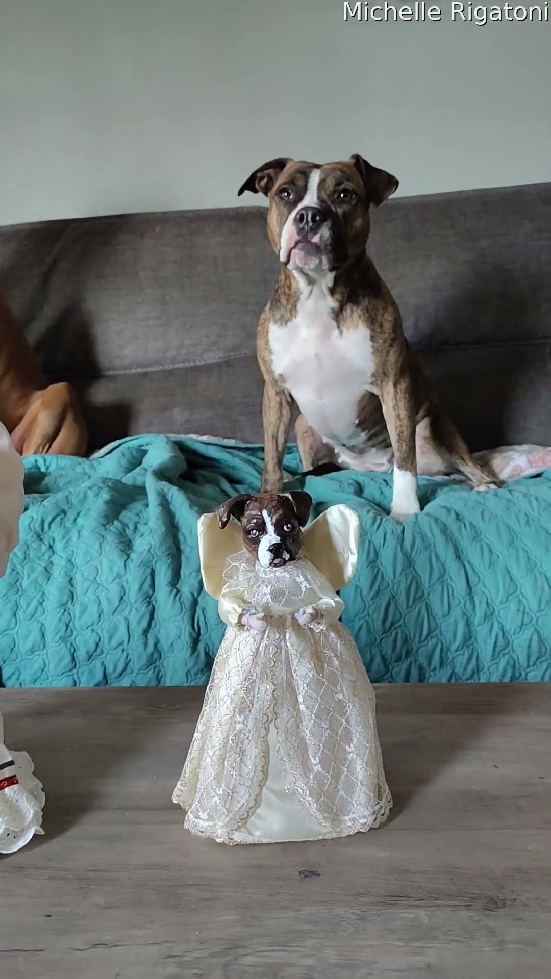 Homemade Angel Sculptures Made In Pups Likeness || ViralHog