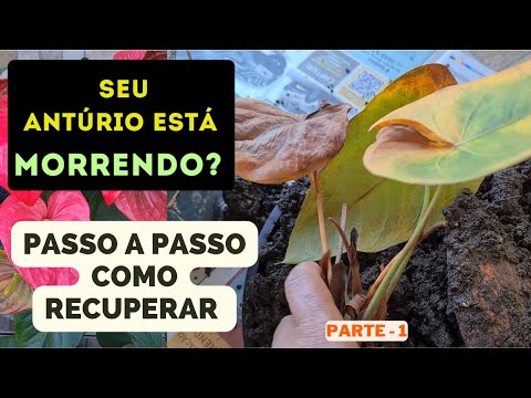 Vídeo: Por que minha planta de antúrio está morrendo?