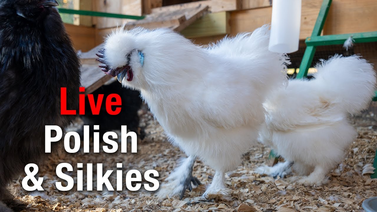 LIVE Silkie Coop Cam: Fluffy Bantams Doing Cute Things All Day