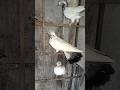 😯fulsara😮#pigeon #shorts #ytshorts #youtubeshorts #akjhansipigeons #jhansi #subscribe #birds #vlog