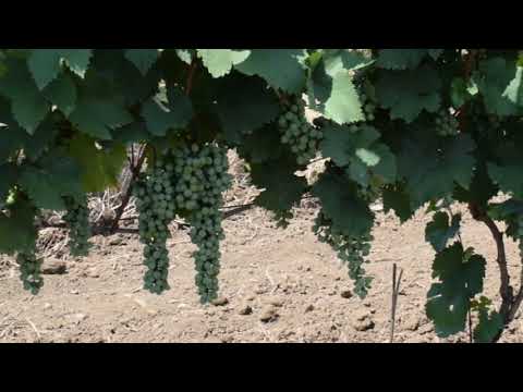 წნორი , ჯუღაანი ნაწილი პირველი