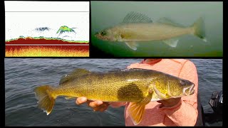 How To Find Late Summer Walleyes + Underwater Footage