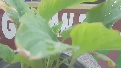 Cây Ngải Đen - Một Loại Cây 1000 Người Tim -phong thủy