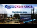 Куршская коса. Танцующий лес. Зеленоградск. Балтийское море. Калининград#2. Curonian Spit. 4K video.