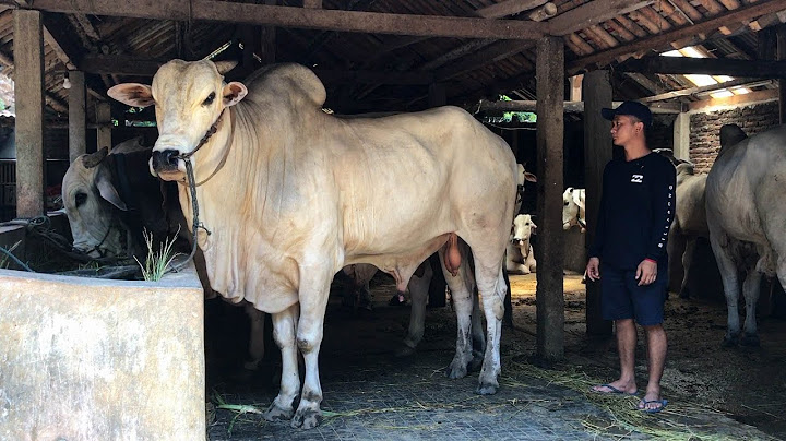 BAWA PULANG SAPI JUMBO !! AGAK GALAK.. TAPI GAPAPA