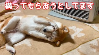 柴犬は熟睡後あざとい行動をします