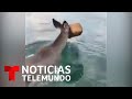 Salvan a una venada de ahogarse en el mar por una lata que se le atoró | Noticias Telemundo