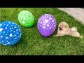 Щенок играет с шариками Камильчик ищет шарики Учим цвета Puppy and balloon Many BOOOM