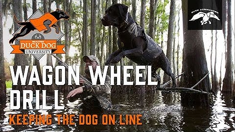 Keeping Your Dog On a Straight Line | DDU Ep. 14