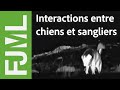 Interactions sangliers/CPT - CanOvis IPRA