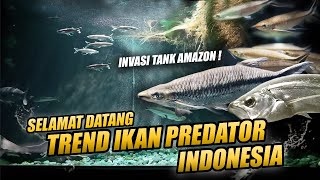 Download Lagu TANK AMAZONESIA !! KEDATANGAN IKAN PREDATOR APOLLO ASLI INDONESIA BRO MP3 Download Lagu TANK AMAZONESIA !! KEDATANGAN IKAN PREDATOR APOLLO ASLI INDONESIA BRO MP3