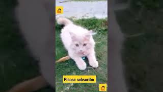 Real or Fake ?? pls help #shorts #funny #entertainment #pets #cats #animals