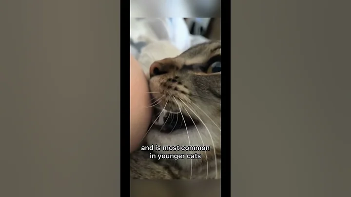 Why Does Your cat Randomly Bite Your Hand? Here is Why #Shorts #Cat #Bite