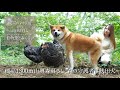 標高1300m山奥森暮らし 森の守護者は秋田犬