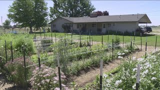 Middleton community garden donates produce to food banks, those in need