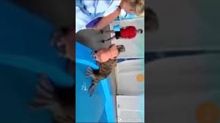 Видео про животных. Попробуй не засмеся Видео про животных. Попробуй не засмеся
