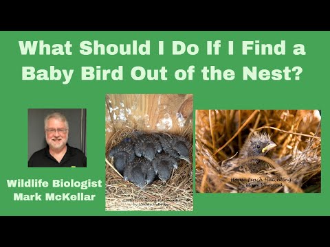 Video: Cosa dovresti fare se trovi un Bunny Nest?