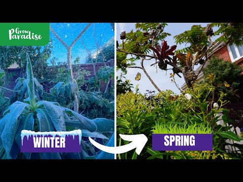 ვიდეო: მყარი ტროპიკული სახეობის მცენარეები - ეგზოტიკური ბაღის გაშენება ცივ ამინდში