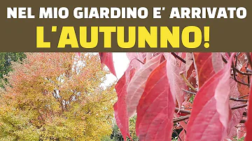 Cosa fare in autunno in giardino?