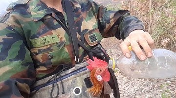 dib qaib qus hav qub teb mas sab tiag2,