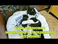 Молодой кот Кузя усыновил брошенного больного котёнка.