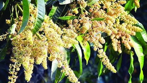 | ऋतुमानाप्रमाणे सजीवांमध्ये होणारे बदल |